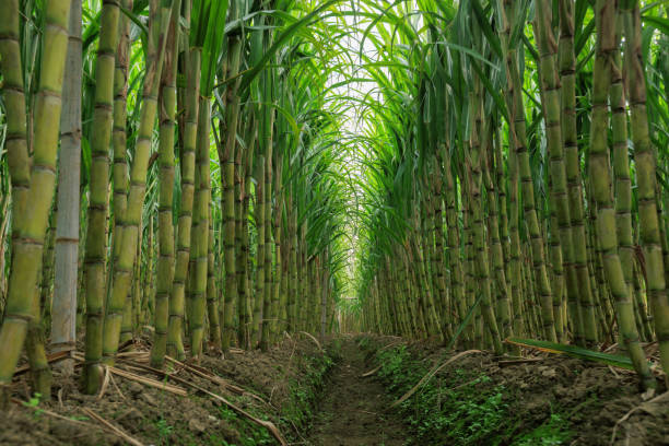 istock Sugarcane plants grow in field 2141208889
