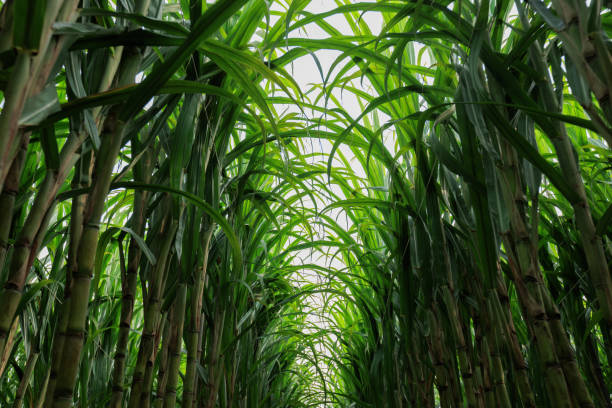 istock Sugarcane plants grow in field 2141209990