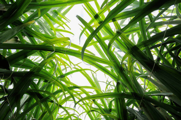 istock Sugarcane plants grow in field 2141213735