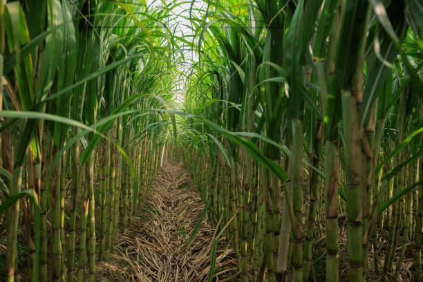 istock Sugarcane plants grow in field 2141218400