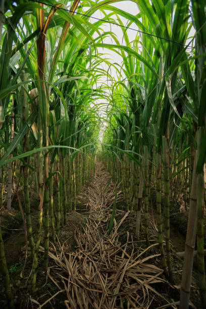 istock Sugarcane plants grow in field 2141219046