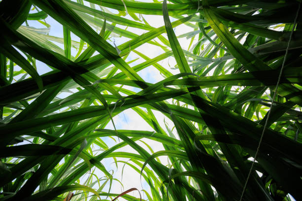istock Sugarcane plants grow in field 2141220110