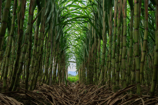 istock Sugarcane plants grow in field 2141222746