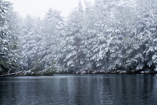 Snow-covered woodland scene: pine trees, snowy terrain, and frozen lagoon in Sierra de Guadarrama.