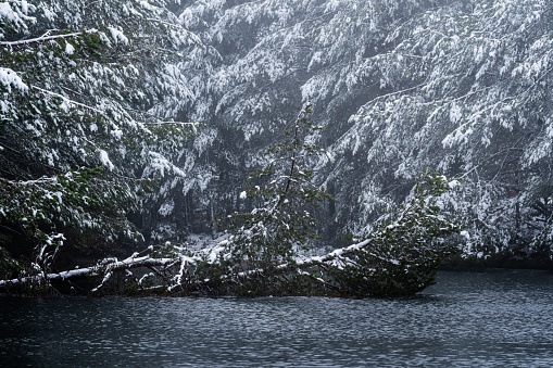 Winter expedition, capturing snowy forest, frozen lagoon, and diverse biodiversity with camera.