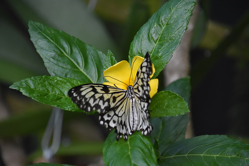 Pretty rice paper butterfly on a small flowering yellow flower blossom.