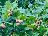 Brown Acorns on an Oak Tree