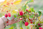 A woman examines the fruits of ripe Maravilla raspberries on a bush. Large varieties of raspberries grow on the farm