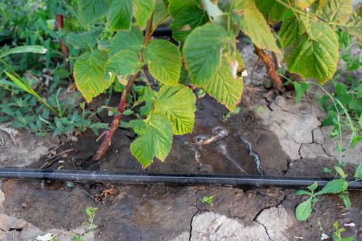 Drip irrigation is installed on a row of raspberry bushes in the garden. Caring for berries and fruits.