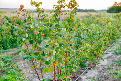 rows of raspberry bushes with ripe berries in an orchard with drip irrigation. Caring for berries and fruits.