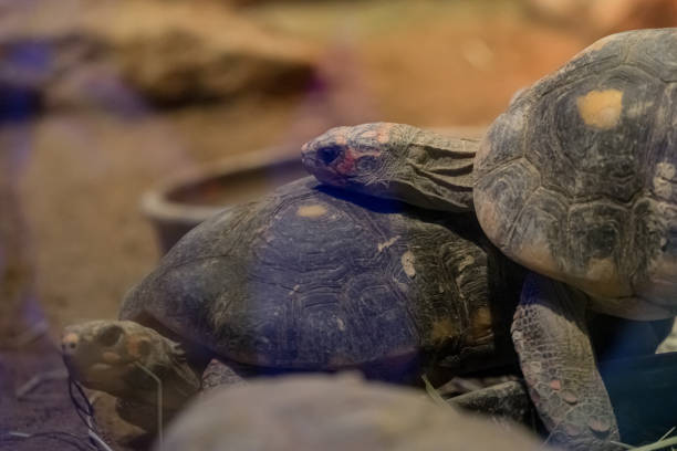 People care for and play with a pet red-eared turtle.