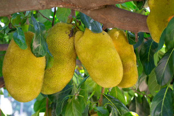 istock Fruits, leaves and trunk of the jackfruit tree (Artocarpus heterophyllus) 2141277108