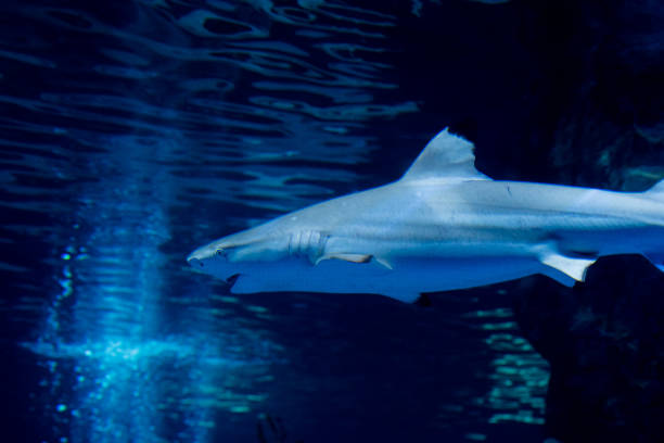 istock A shark is free in the ocean 2141280830