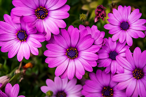 close up of African daisy flowers, also called purple Osteospermum