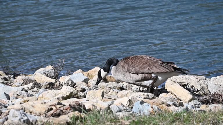 Goose Building Nest on the Rocks