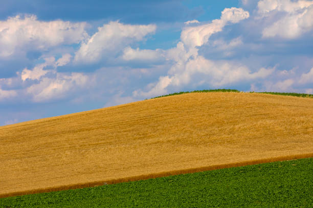 yellow and green field and magnificent sky