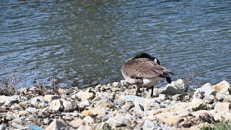 Goose Building Nest on the Rocks