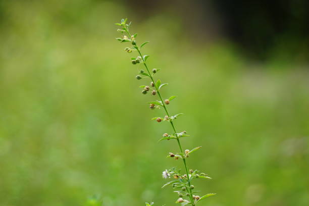 Scoparia dulcis (licorice weed, goatweed, scoparia-weed, sweet-broom, tapeiava, tapixaba, vassourin, kallurukki, Sapu manis). it has been used for various problems such as hemorrhoids and wounds