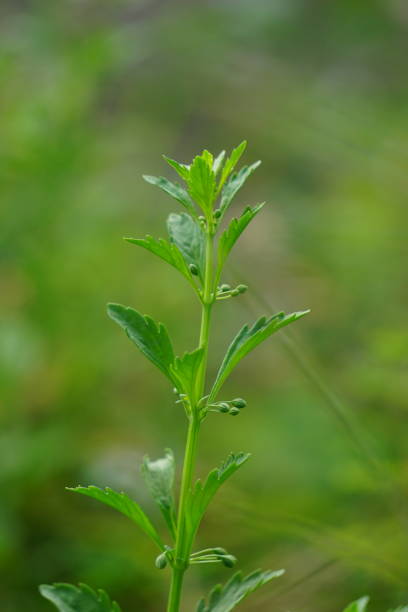 istock Scoparia dulcis (licorice weed, goatweed, scoparia-weed, sweet-broom, tapeiava, tapixaba, vassourin, kallurukki, Sapu manis). it has been used for various problems such as hemorrhoids and wounds 2141339544