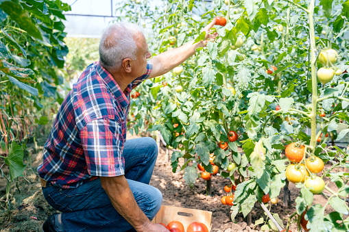 Farmer Picking Ripe Tomatoes In Greenhouse