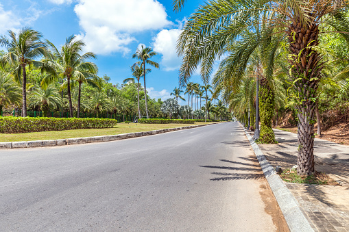 A row of palm trees along the road on Phu Quoc Island, Vietnam