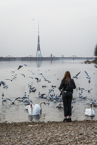 Riga, Latvia - April 1, 2024: Young woman feed swans, ducks and seagulls on the banks of the Daugava River, in the Kengarags residential area