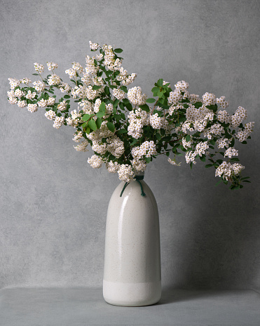 Still life with white flowers, spirea. Branches with white flowers in a light vase on a gray background. Lots of space for text. Postcard, wishes, congratulations