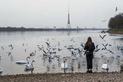 Riga, Latvia - April 1, 2024: Young woman feed swans, ducks and seagulls on the banks of the Daugava River, in the Kengarags residential area