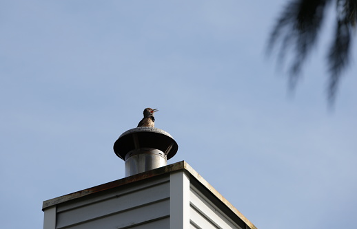 Low angle view of a Northern Flicker watching from a chimney. Metro Vancouver, Canada