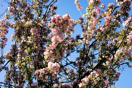 Blue sky view through blooming trees on a sunny day.