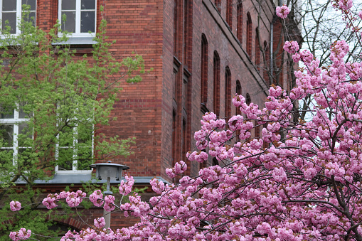 Cherry blossom on the background of a brick building