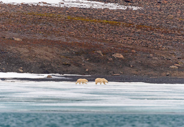 A polar bear stops to smell as it moves across broken ice of Hudson Bay in search of prey in the Churchill Wildlife Management Area, Canada.