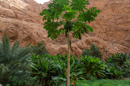 On papaya tree with green papaya fruit. Wadi Shab. Oman