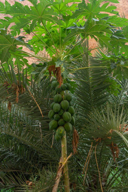 On papaya tree with green papaya fruit. Wadi Shab. Oman