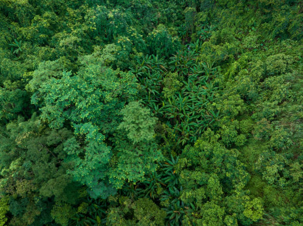 istock Aerial view of tropical forest in summer 2141440465