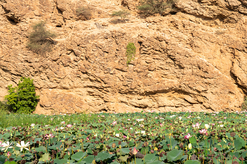 Way over the lagoon against sandstone cliff with blooming water lily to the gorge Wadi Shab, Oman.