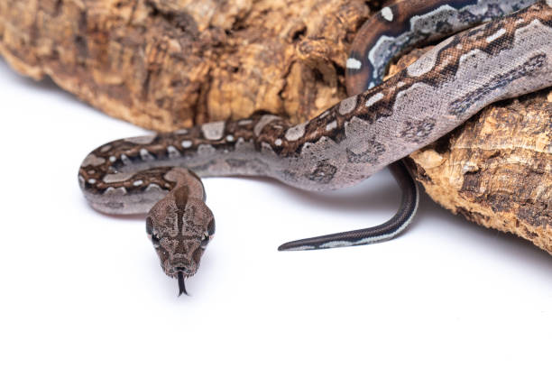 istock Vibrant Aztec Boa Constrictor: Stunning 66% Carbon Morph Genetics on White Background 2141442048