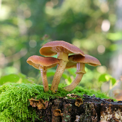 honey fungi or Armillaria ostoyae in autumn forest