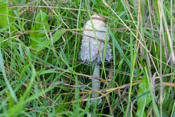shaggy ink cap or Coprinus comatus in autumn forest