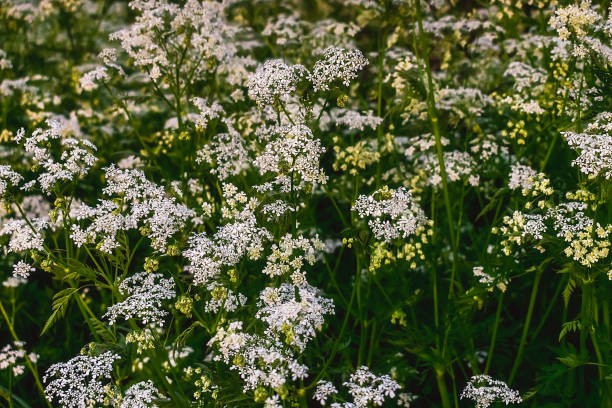 istock Wildflowers illuminated by the sun during sunset. 2141451045