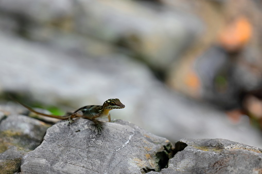 Reptile on a rock