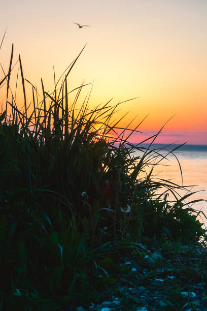 istock Wildflowers against an orange sky during sunset. 2141452632