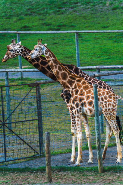 istock Gentle Giant: Portrait of a Giraffe 2141459771