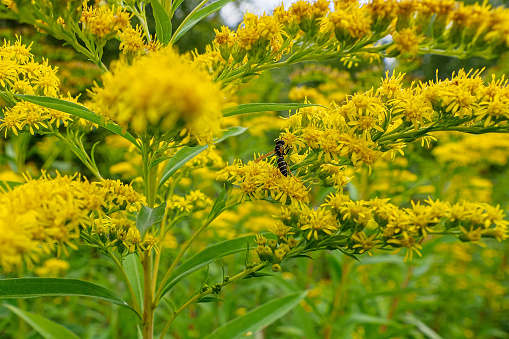 Goldenrod. An insect on a yellow flower. A flowering plant. Biology.
