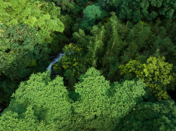 istock Aerial view of tropical forest in summer 2141473654