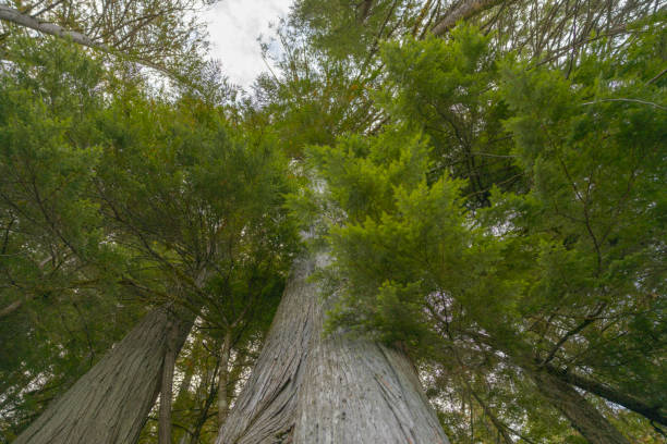 istock Squirrel's point of view looking up at a pine tree 2141476794