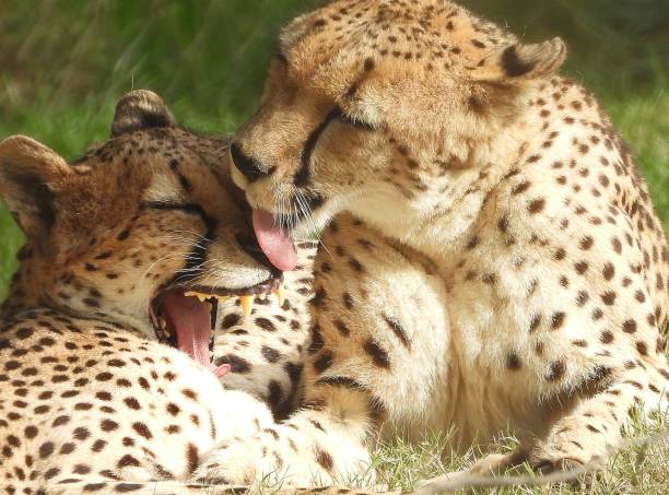 istock Kisses & laughter shared between cheetah sisters. 2141481968