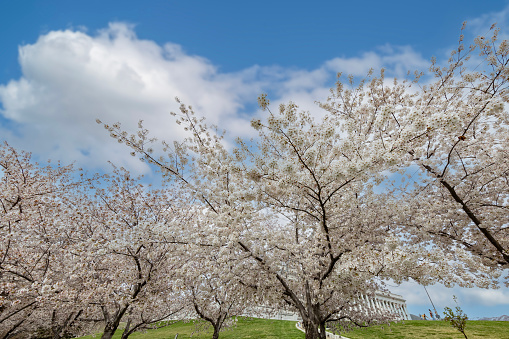 Utah State Capital Cherry Blossoms