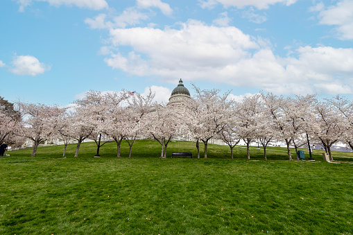 Utah State Capital Cherry Blossoms