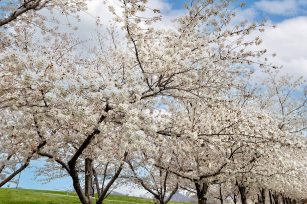 istock Utah State Capital Cherry Blossoms 2141485160